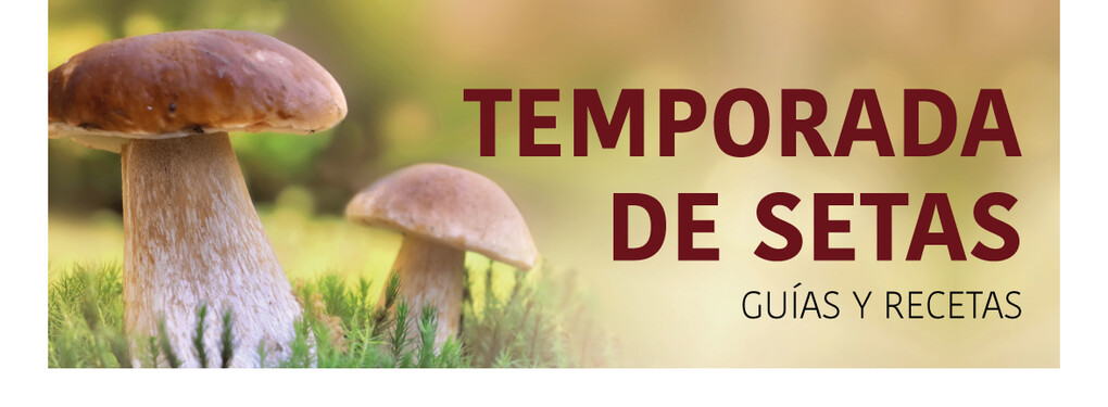 Guías de setas